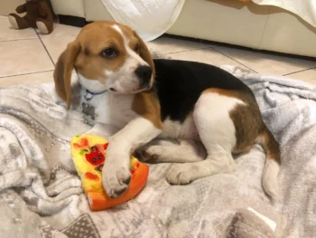 beagle 5-loki (1)