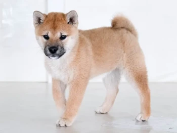 shibaworldwidecom-20250914-0004