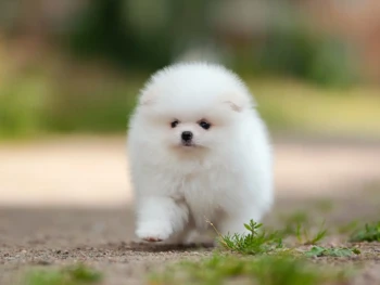 pomeranian (22)