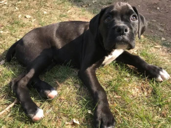 bacchus_the_boxer-