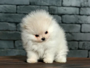 pomeranian (58)