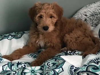 Goldendoodle 2-harper (2)