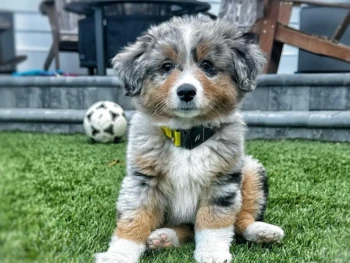 aussi d-1&2 (11)