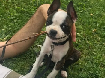 boston terrier-philip (9)