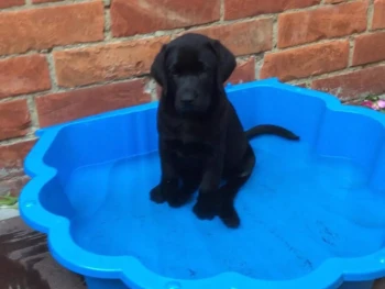 labrador4 (5)