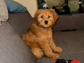 goldendoodle 1-ellie (2)