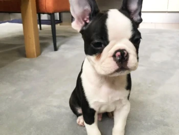 boston terrier- music (1)