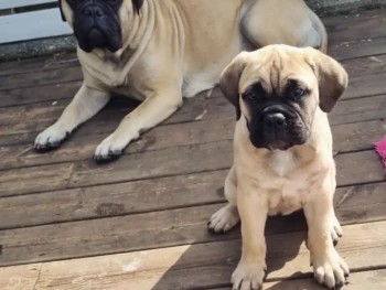 pug 1 (2)