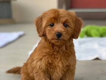 goldendoodle