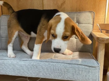 beagle5-cali (1)