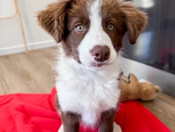 Border collie-nova (1)