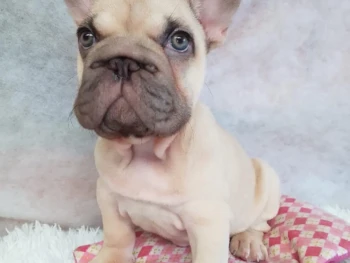 frenchie1 (1)