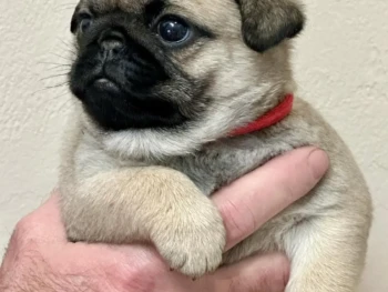 sunshinepugs-