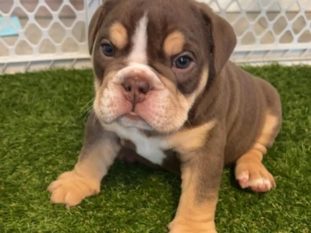 beachbumbulldogss-20250912-0020