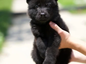 german shepherd (7)