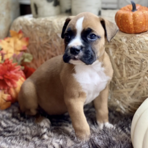Cachorro Boxer