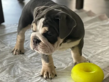 beachbumbulldogss-20250912-0003
