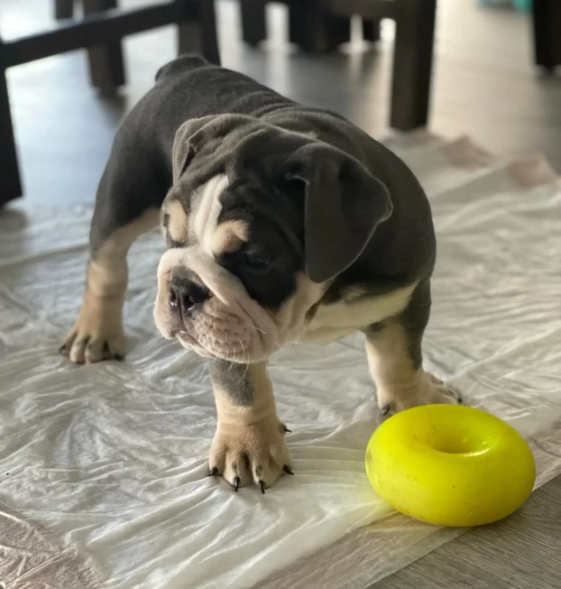 beachbumbulldogss-20250912-0003