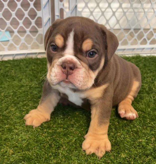 beachbumbulldogss-20250912-0020