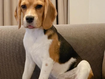 beagle-nala (1)