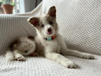 border collie-Zoe (14)