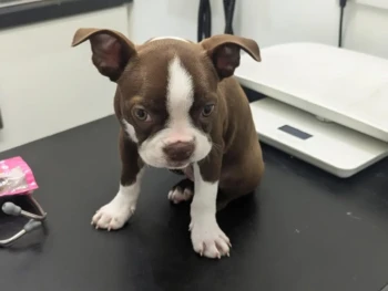 boston terrier-mabel (4)
