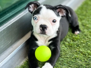 boston terrier-miba (12)