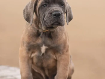 cane corso (1)