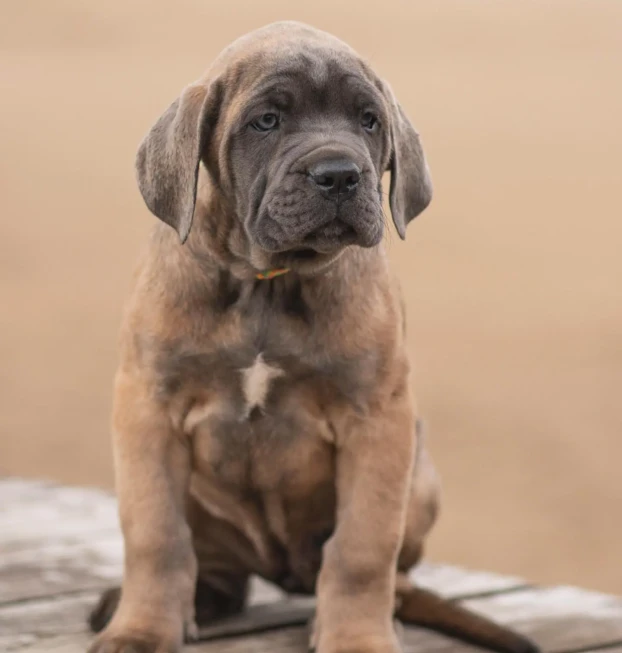 cane corso (1)