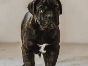 cane corso (10)