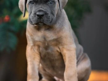 cane corso (15)