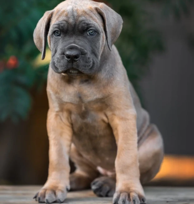 cane corso (15)