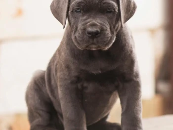 cane corso (8)