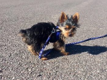 chestertontheyorkie-