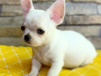 chihuahua 1 (1)