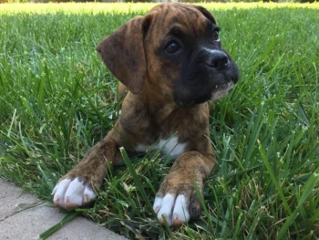 daisytheboxerpuppy-