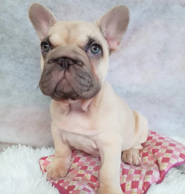frenchie1 (1)