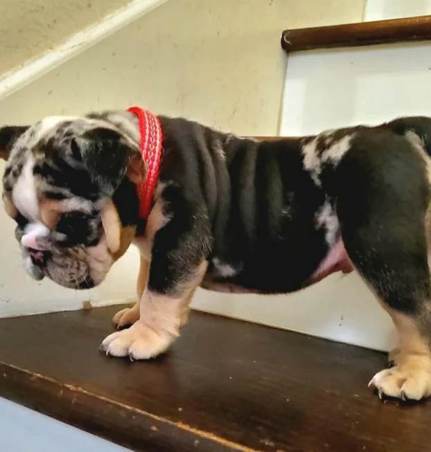 jah_world_kennels-20250912-0001
