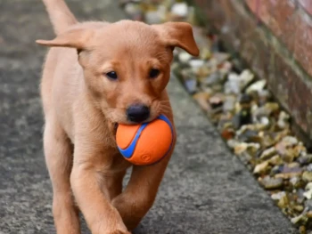 labrador-fox (12)