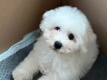 marnie