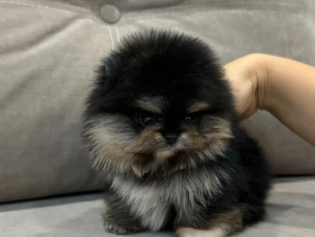 mini_