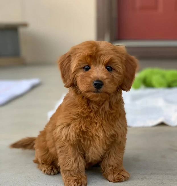 goldendoodle