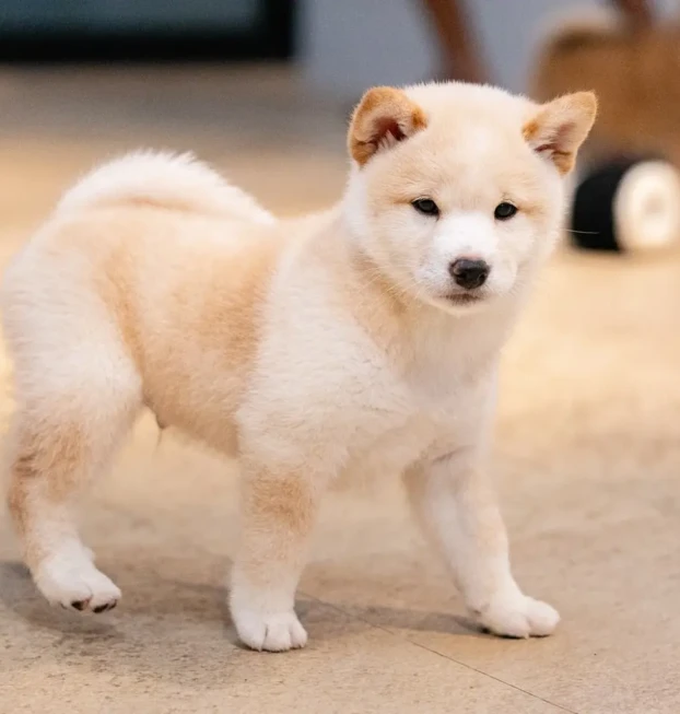 pawfessional-20250914-0002