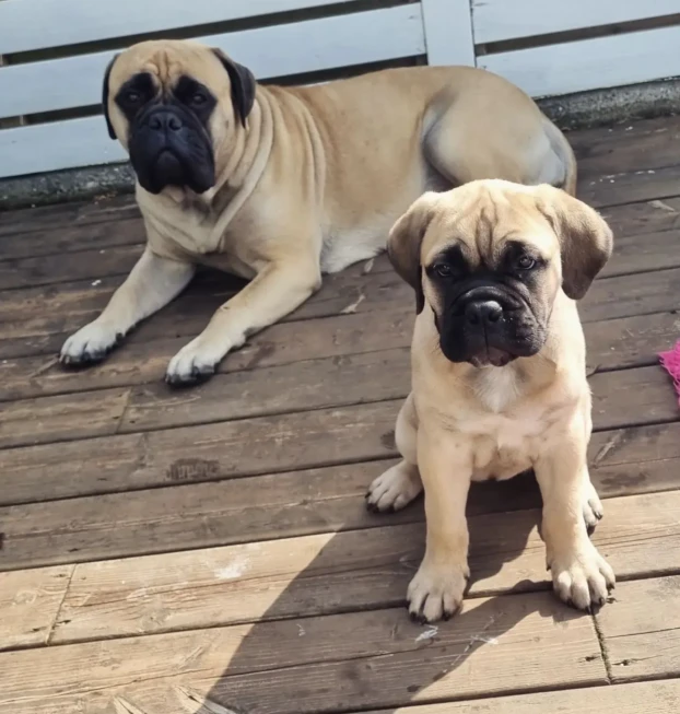 pug 1 (2)