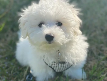 quincy_