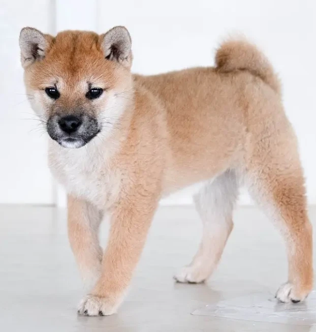 shibaworldwidecom-20250914-0004
