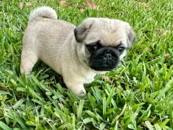 sunshinepugs-