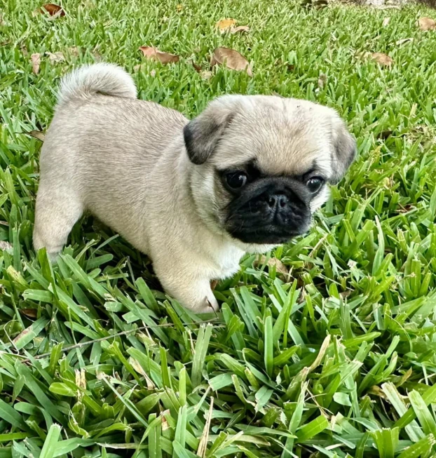 sunshinepugs-