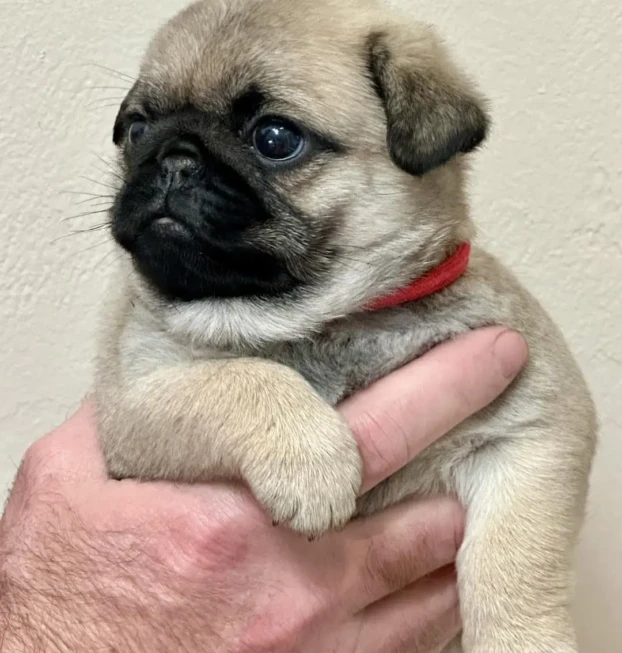 sunshinepugs-