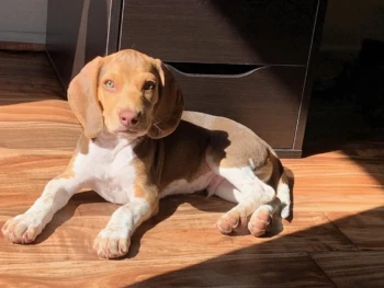 winston_the_beagle_pup